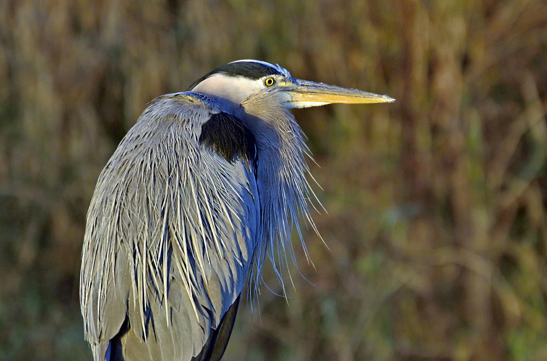 Great Blue Heron in the morning | Smithsonian Photo Contest ...