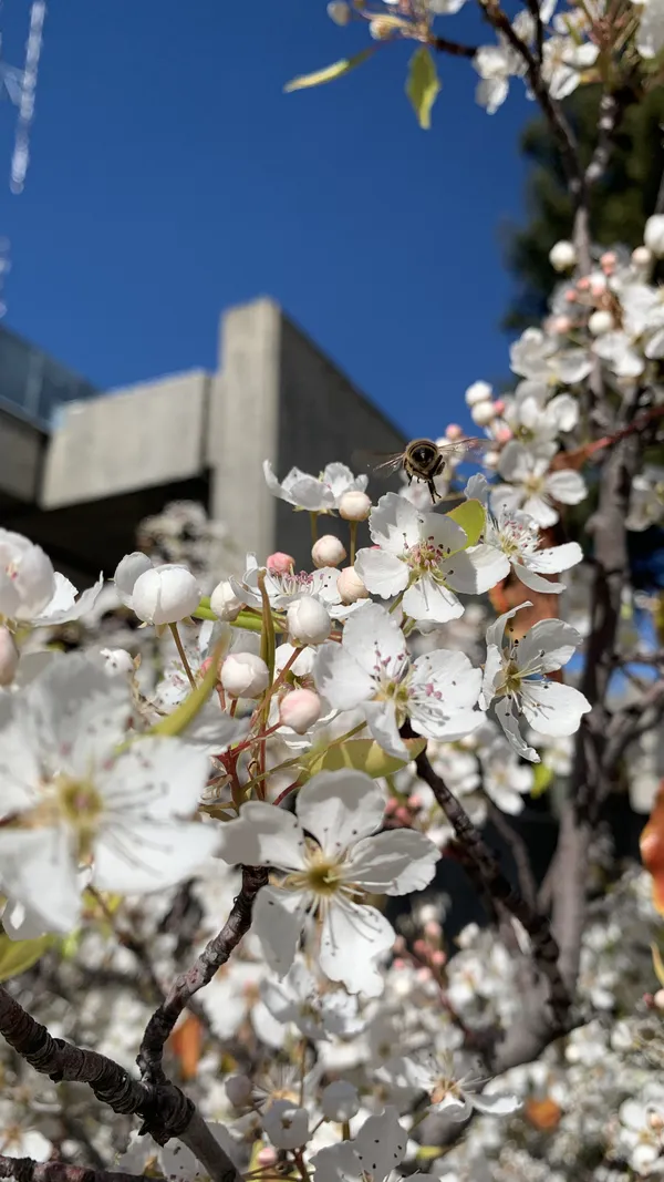a bee and cherry blossoms thumbnail
