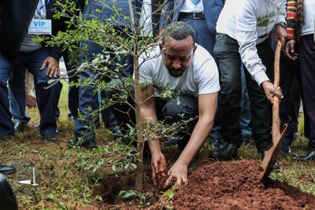 Ethiopian prime minister Abiy Ahmed plants a tree as part of the reforestation project.
