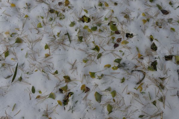 Fallen leaves after first snow. thumbnail