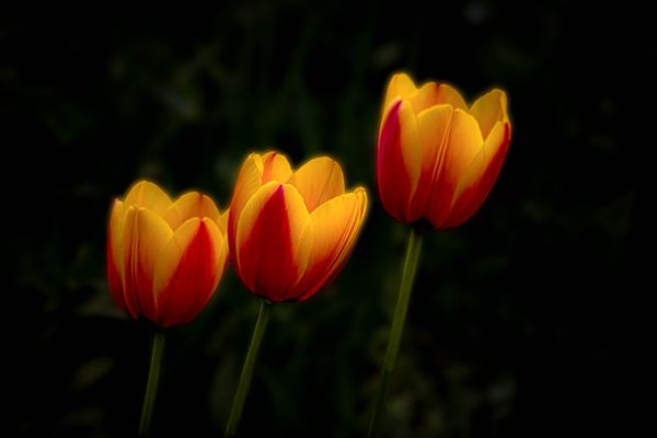 Beaming Tulips thumbnail