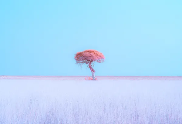 Dreamscape of Etosha thumbnail