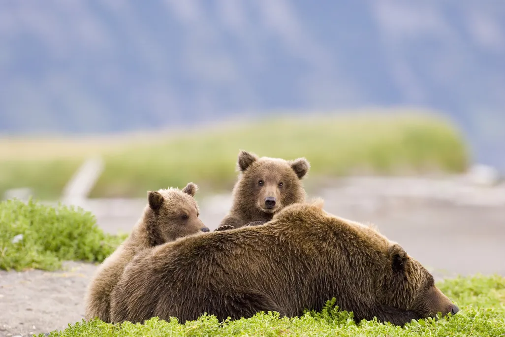 a mother brown bear lies on the ground with two cubs peeking over her back