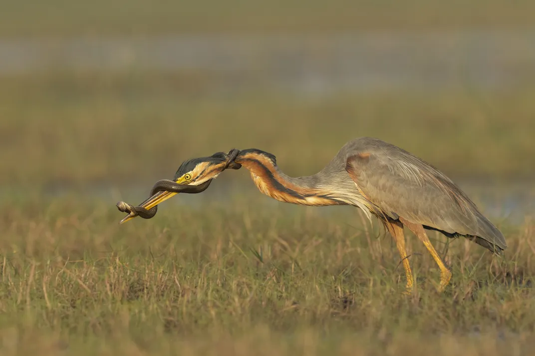 A purple heron is seemingly losing the battle against a snake that has wrapped around its beak and neck.