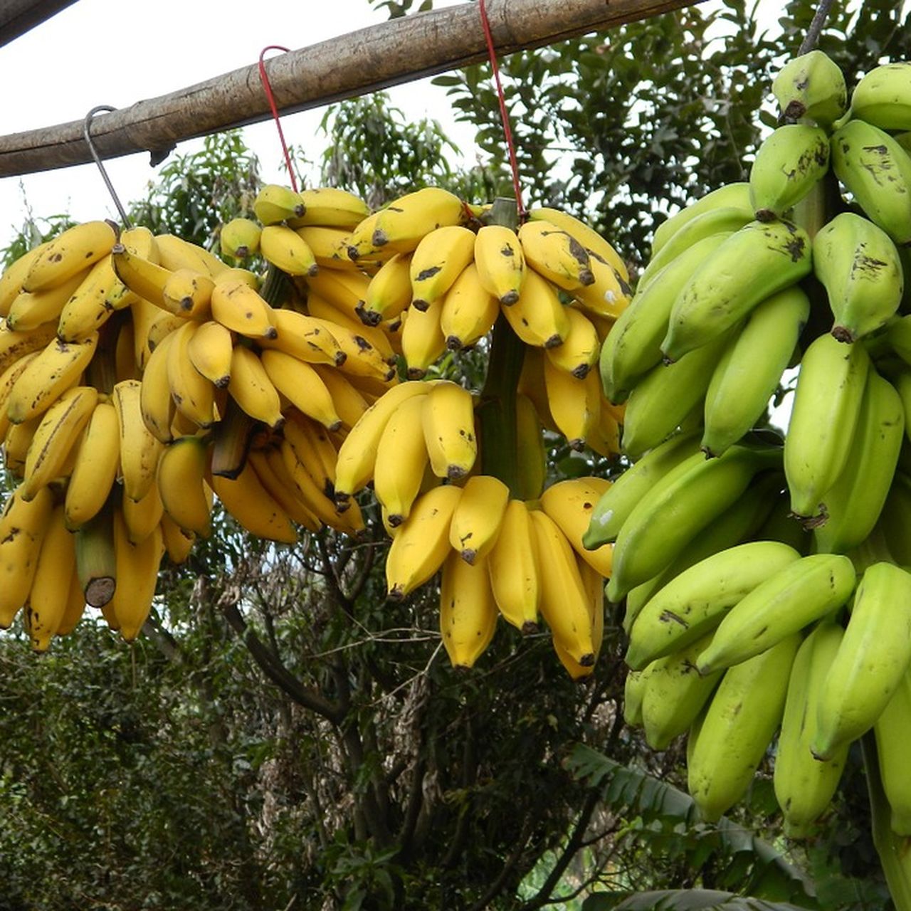 Where We Got the Term “Banana Republic”