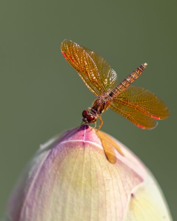 Dragonfly and Lotus thumbnail