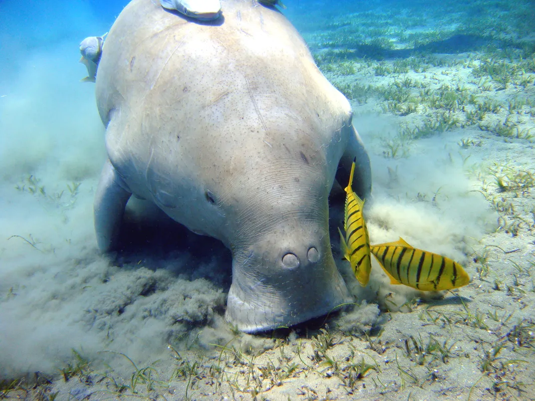 14 Fun Facts About Manatees