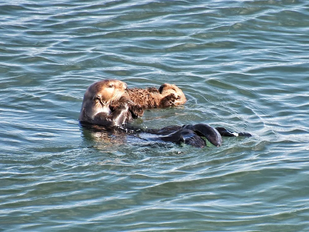 a mother and baby otter on their backs float closely in the water