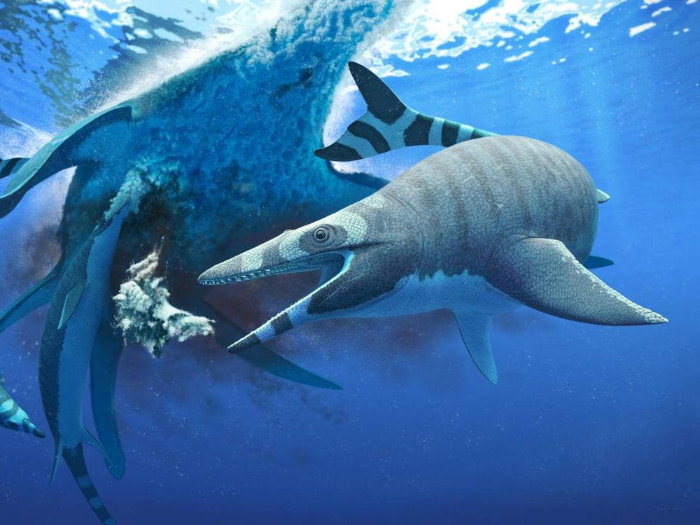 Newly Discovered Marine Reptile Sawed Prey With Serrated Teeth, Smart  News