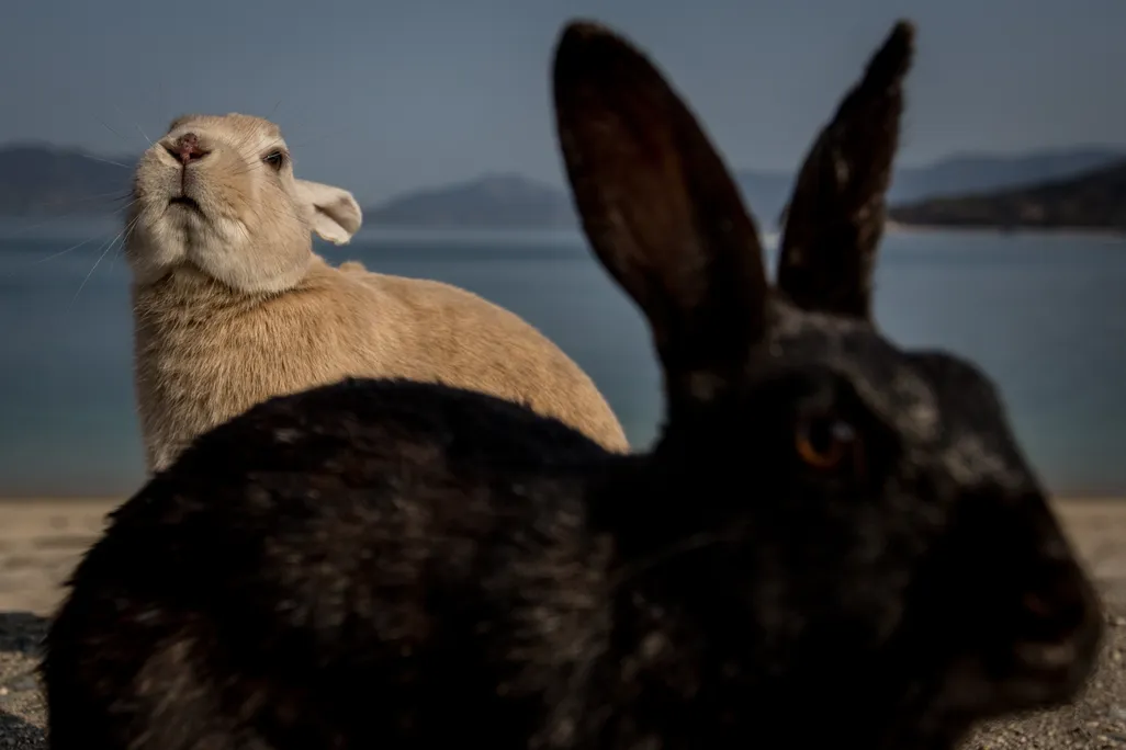 A black bunny in front of a tan bunny