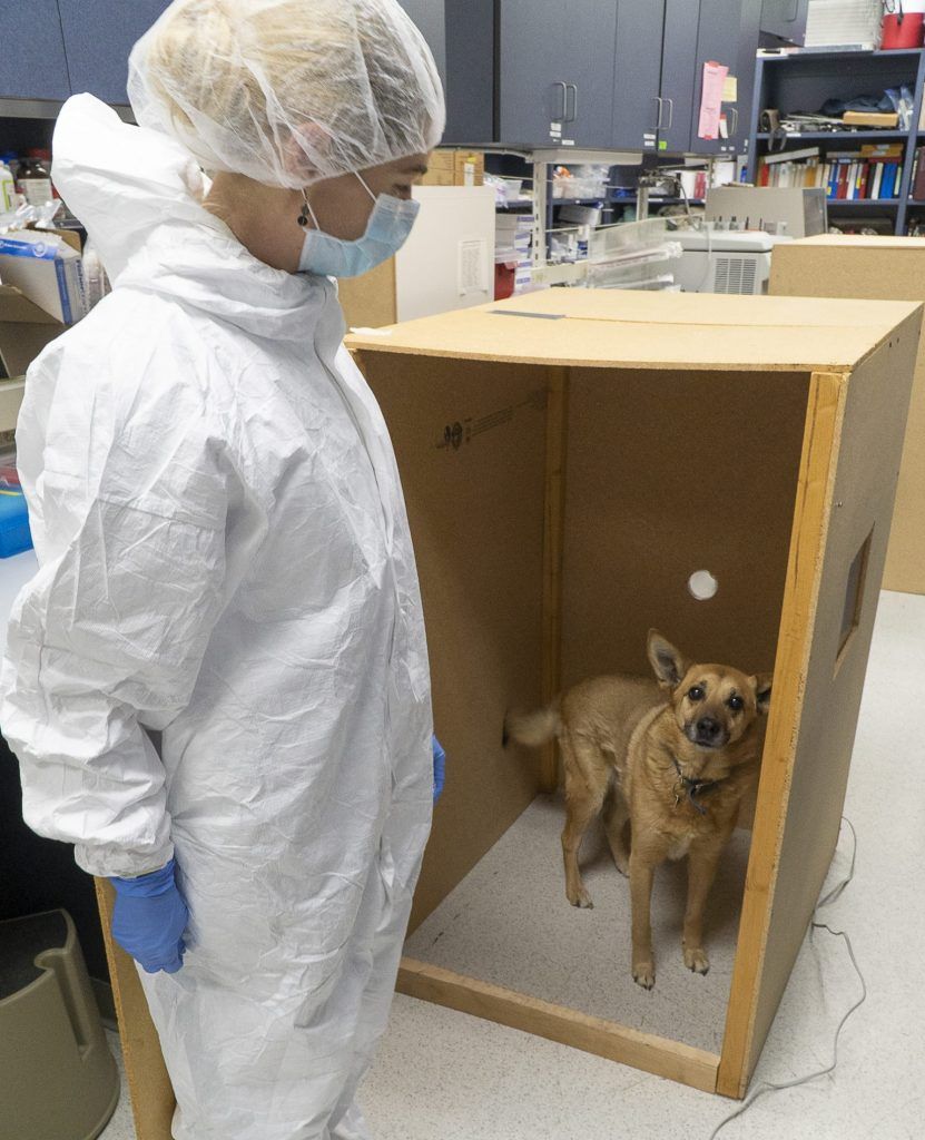 dog in box