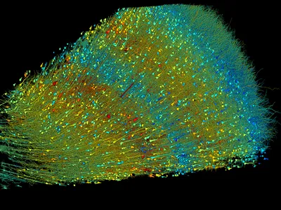 A map of excitatory neurons from the new research. The team cataloged around 57,000 cells and 150 million connections between neurons.