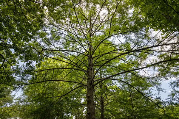 Tree Canopy at San Antonio Botanical Garden thumbnail