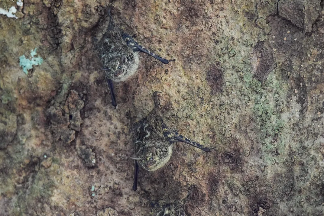 proboscis bats blend in with tree bark
