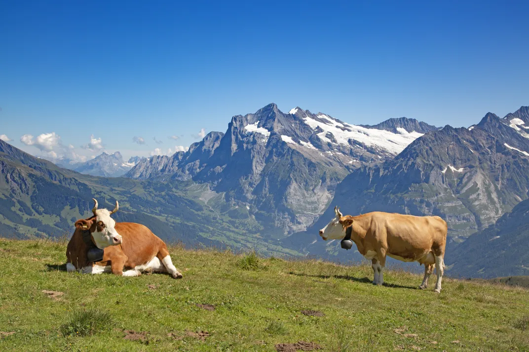 Cows in a high Alpine meadow in Switzerland