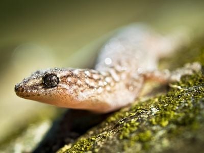 Geckos have amazingly-structured feet, but new research indicates that the lizards' skin also possesses exceptional properties. 