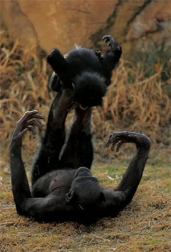 Chimpanzee Sex - The Smart and Swinging Bonobo | Science| Smithsonian Magazine