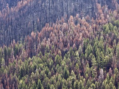 Forest in British Columbia that has borne both fire and beetle infestations