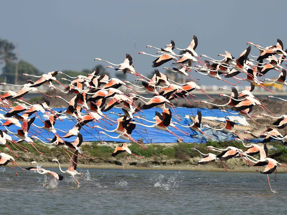 Flamingos in flight in Sri Lanka | Smithsonian Photo Contest