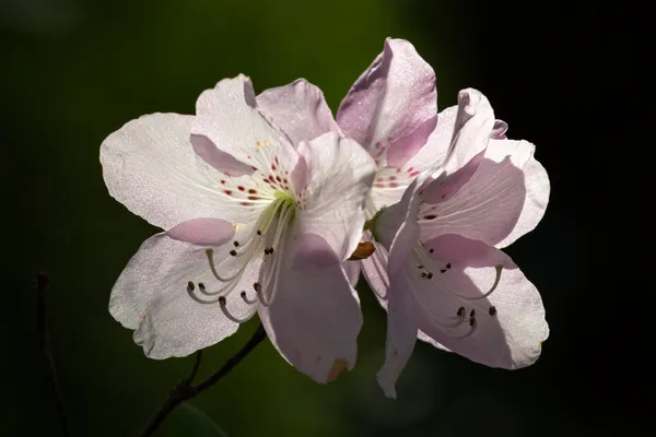 Radiant Pinkshell Azalea Flowers at Inniswood Metro Gardens thumbnail