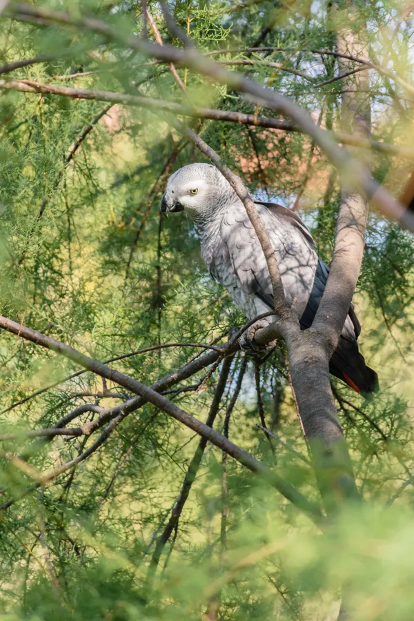 Exotic bird thumbnail