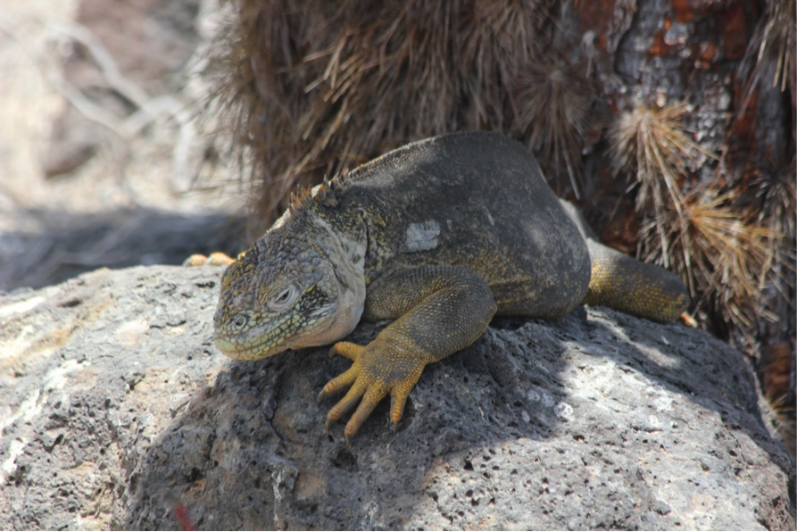 A Galapagos Hybrid Iguana stays cool by sticking to the shade. 