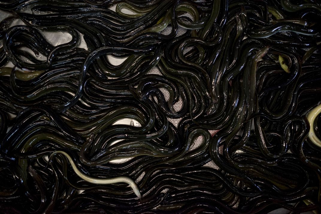 Female American eels