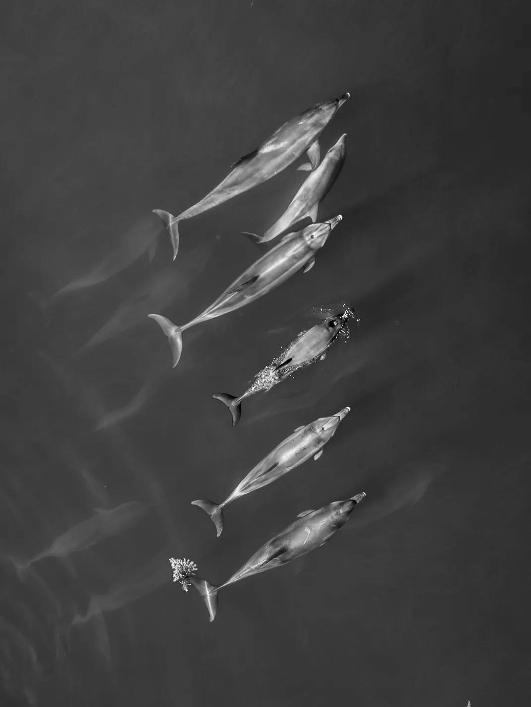 a pod of dolphins swims in gray water, some at the surface and others just visible below