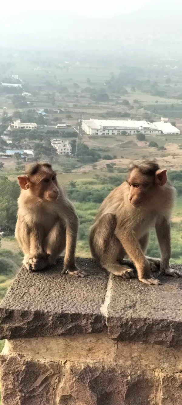 Two apes in natural conversation captured during a trek on Lenyadri Hills, Maharashtra, India thumbnail