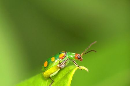 When rains come, this curcurbit beetle is most definitely not looking for love.