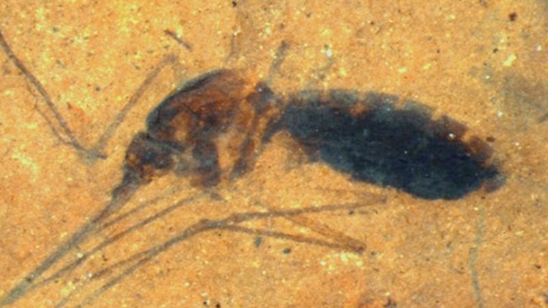 A Fossilized Blood-Engorged Mosquito Is Found For the First Time Ever, Science
