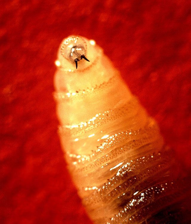 Screwworm Fly larva