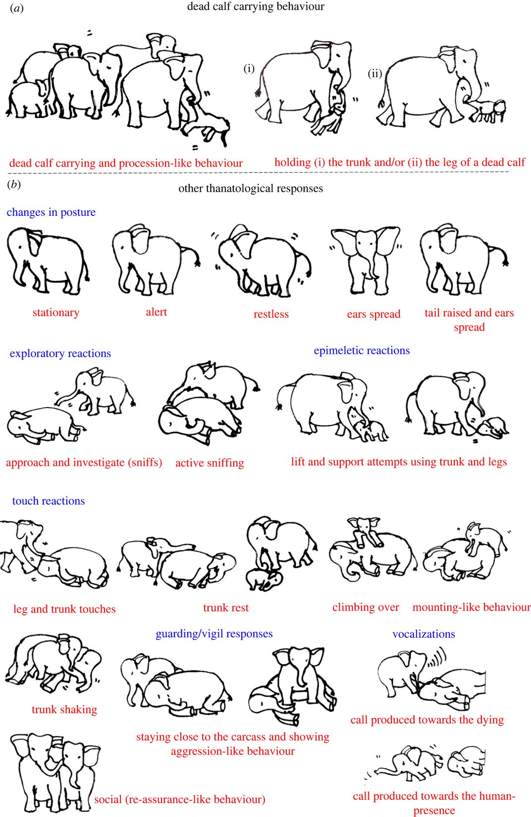 Chart of elephants