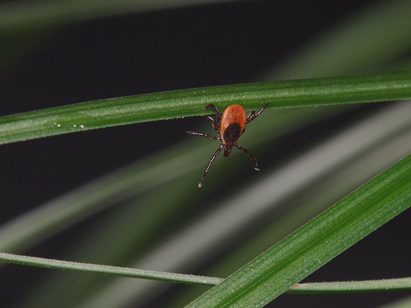 Ixodes scapularis