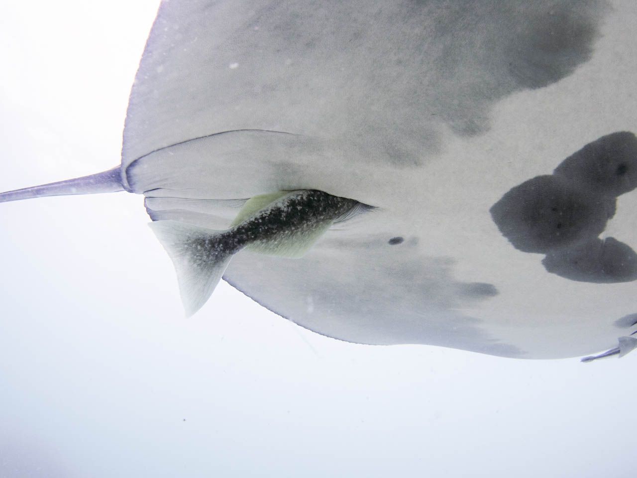 This Fish Hitches Rides in Manta Rays' 'Buttholes,' According to New Research