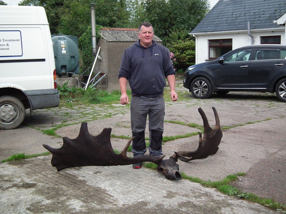 Elk Skull