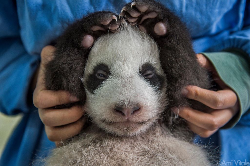 Panda love - baby with hands over head