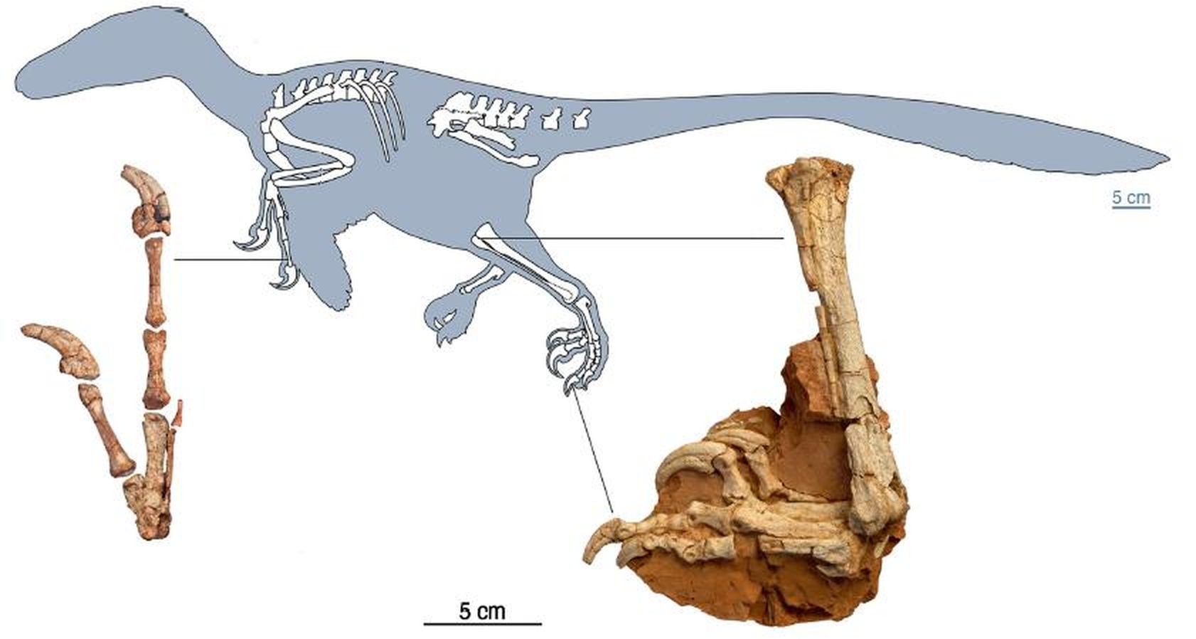 Balaur bondoc: A Raptor Unlike Any You Have Ever Seen