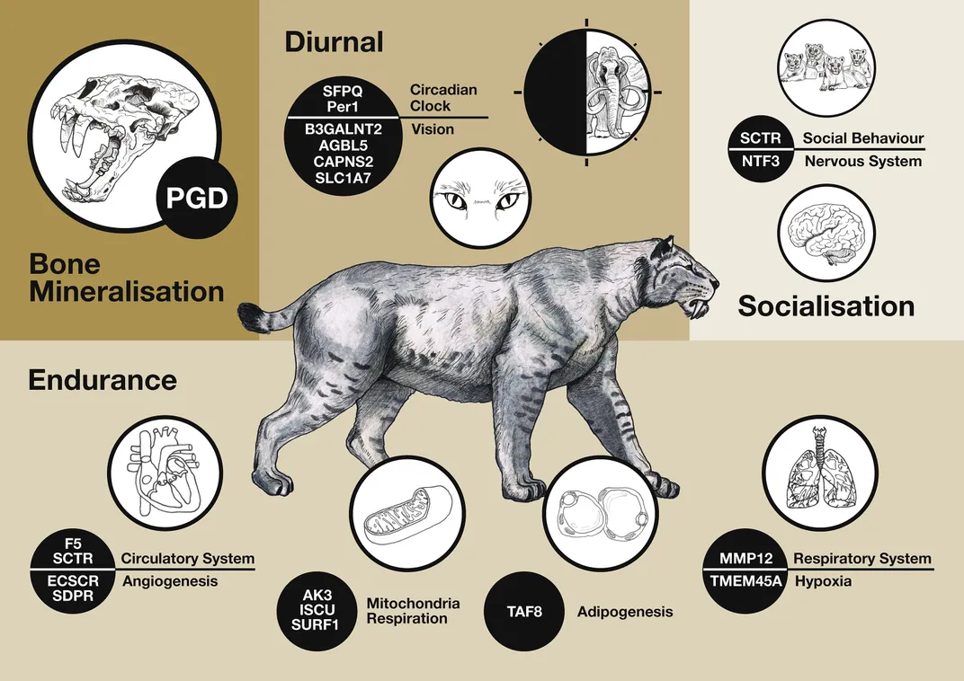 A scientific diagram of the scimitar cat, several traits and genes associated with each