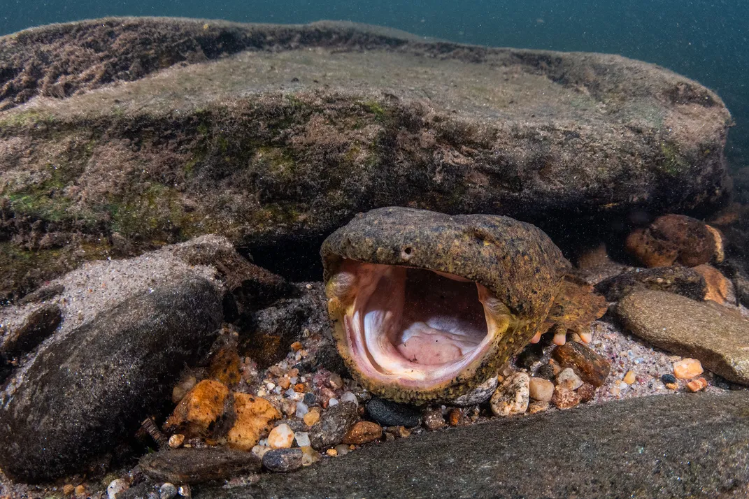 Eastern Hellbender Mouth