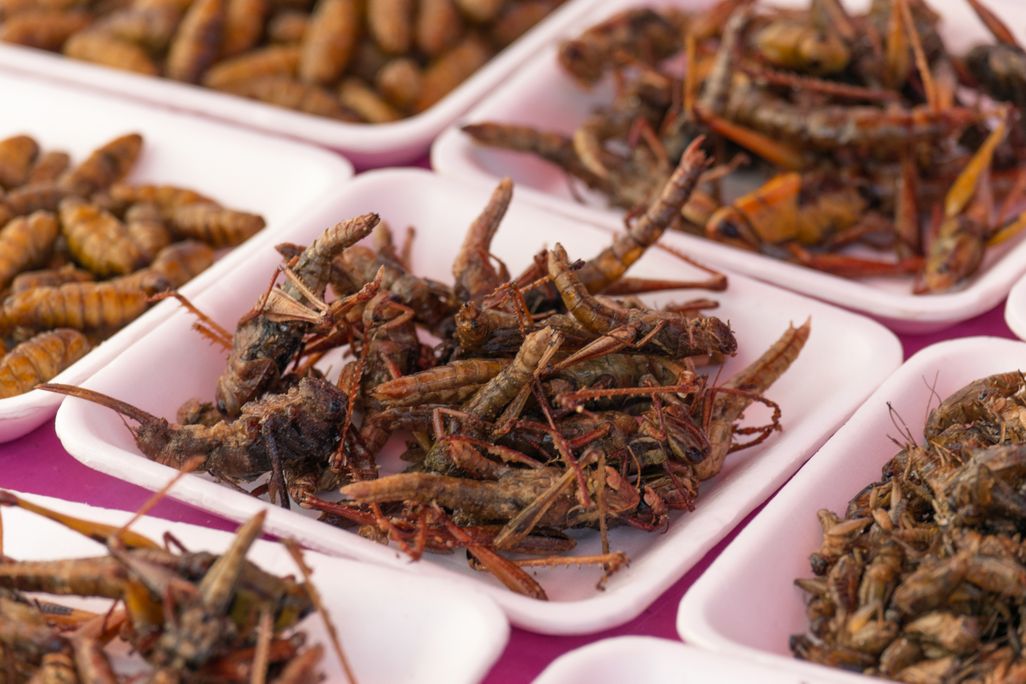 Close-up shot of insects in small bowls