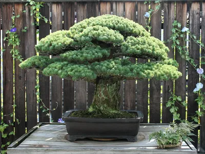 The Yamaki Pine, which survived the bombing of Hiroshima, resides at the U.S. National Arboretum. The tree serves as a reminder of the continued peace between the United States and Japan. 
