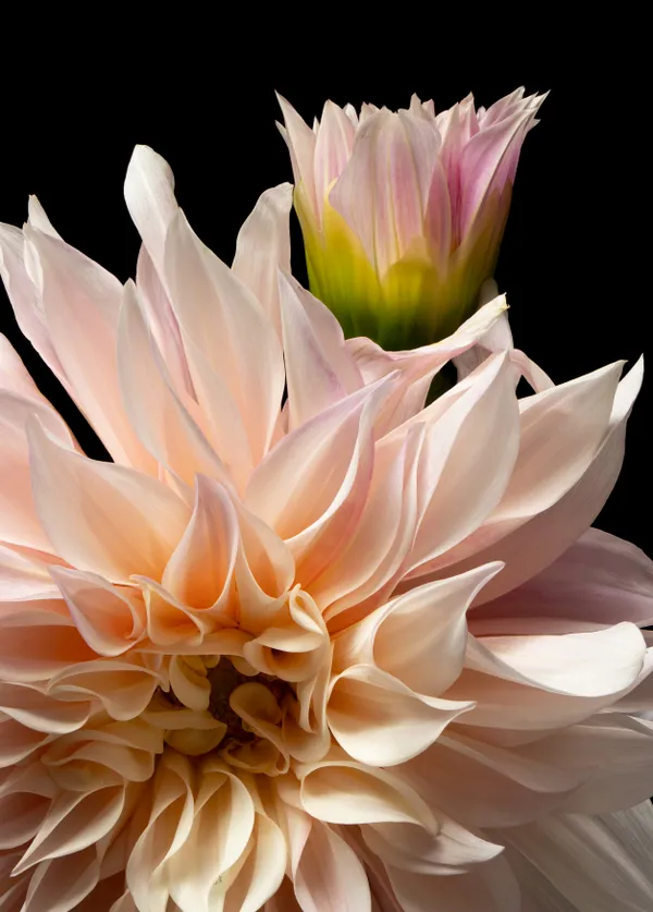 Two dahlias, one stem thumbnail