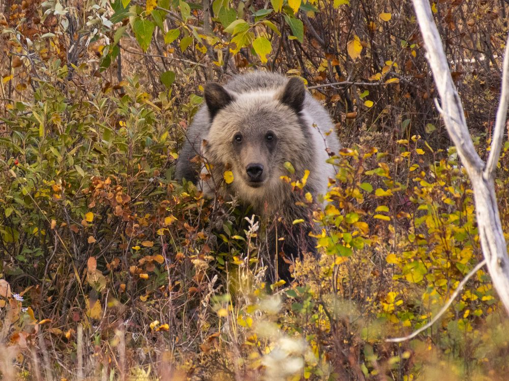 Grizzly bear