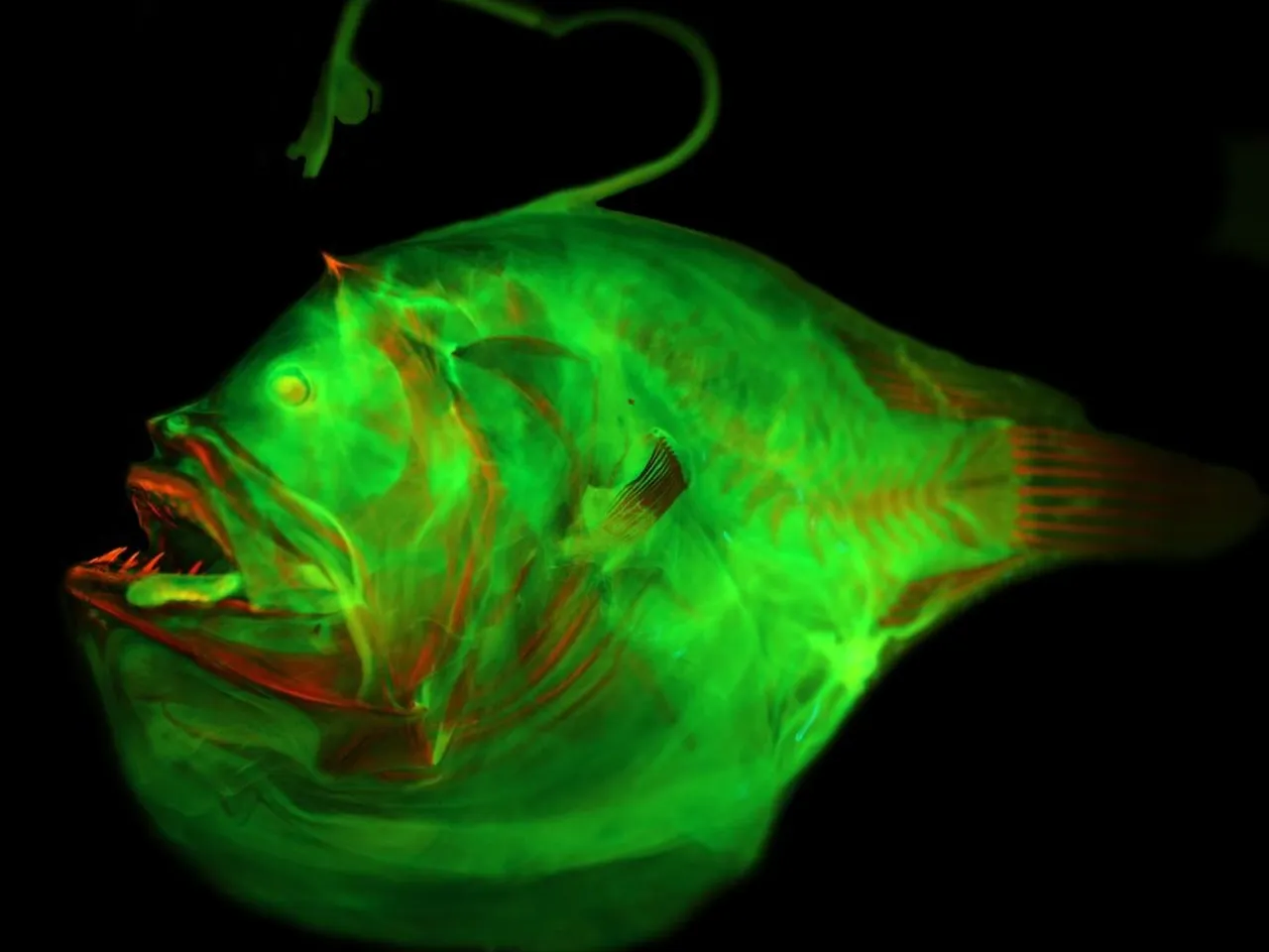 Anglerfish Are Known for Their Built-in Fishing Rods. New Research Sheds  Light on How These Lures Evolved in the Strange Creatures