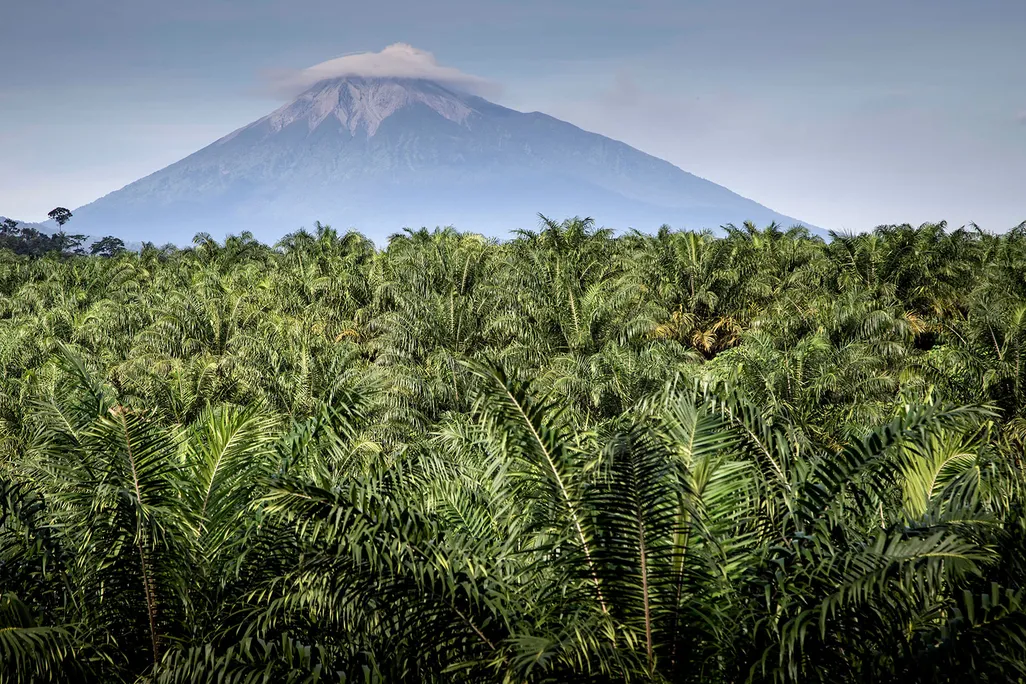 Palm Trees in Indonesia