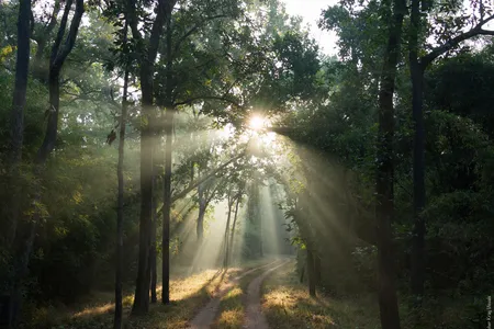 A forest in India