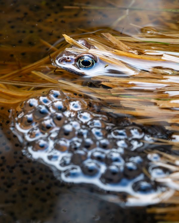 Under the Mother's eye thumbnail
