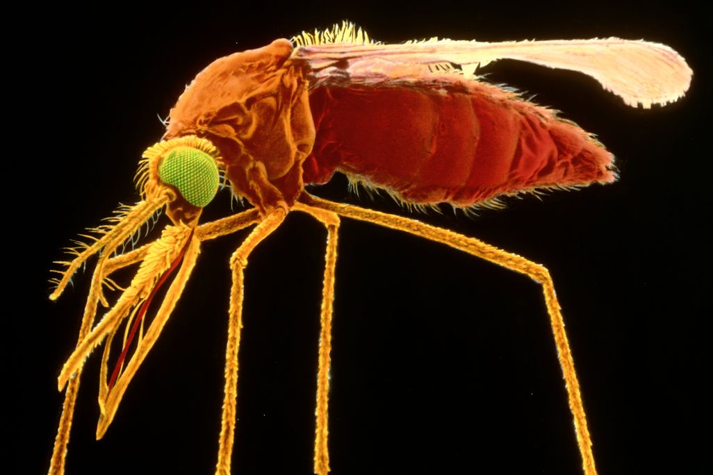 mosquito