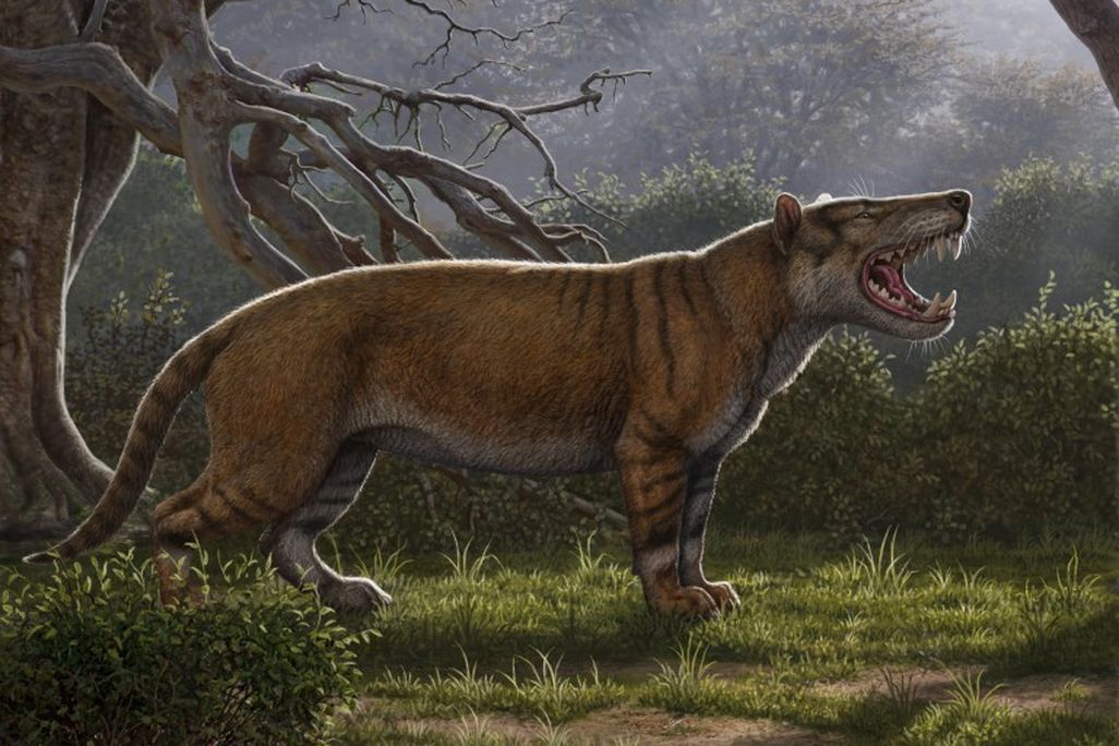simbakubwa-reconstruction-768x559.jpg